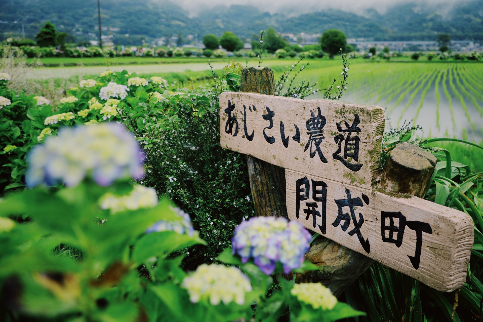 Hydrangeas beside a rural road and rice fields