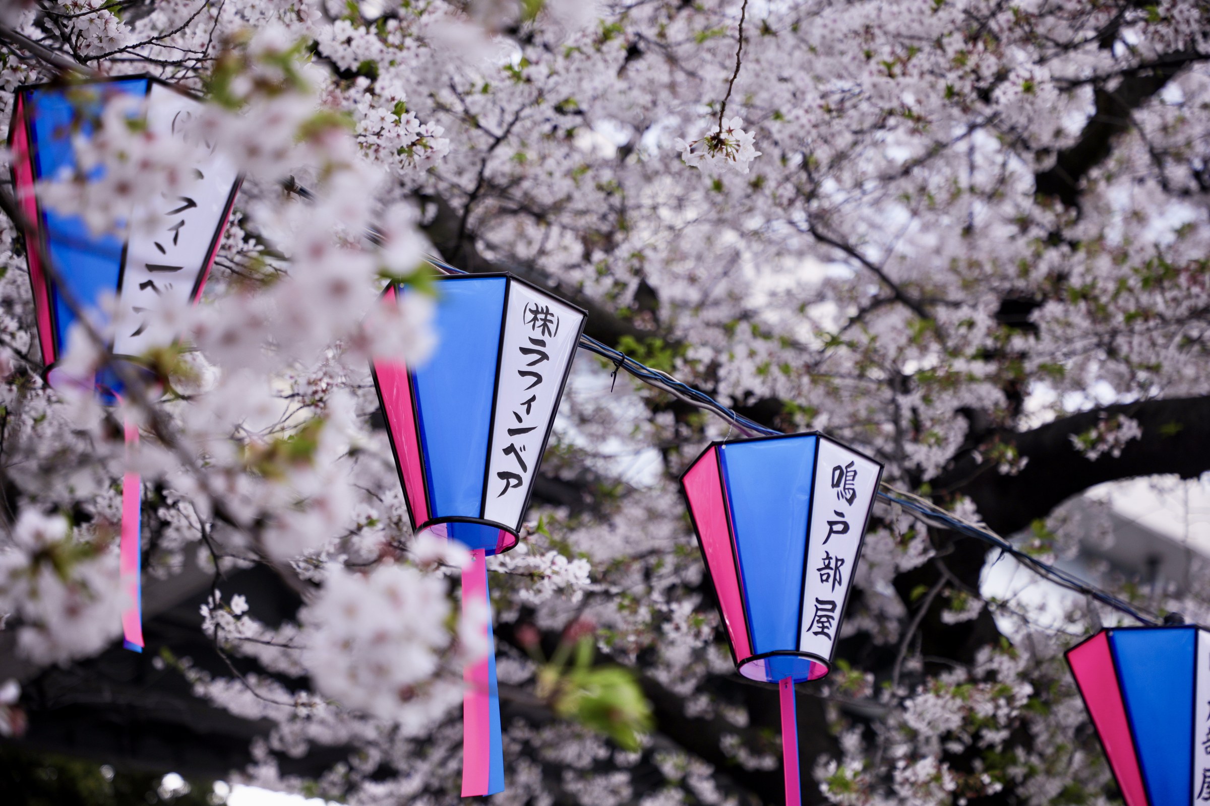 Cherry blossoms surrounding colorful lanterns