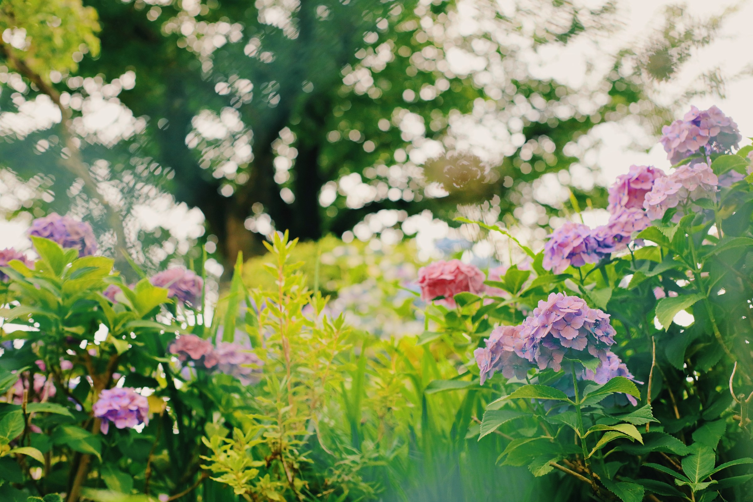 Soft-focus hydrangeas beneath green foliage