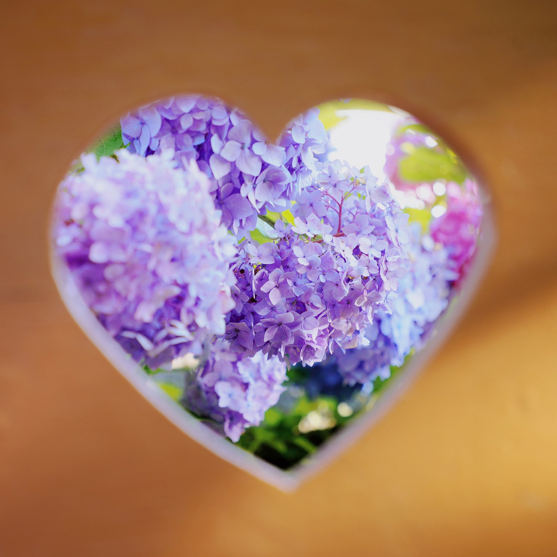 Purple hydrangeas framed by a heart-shaped opening