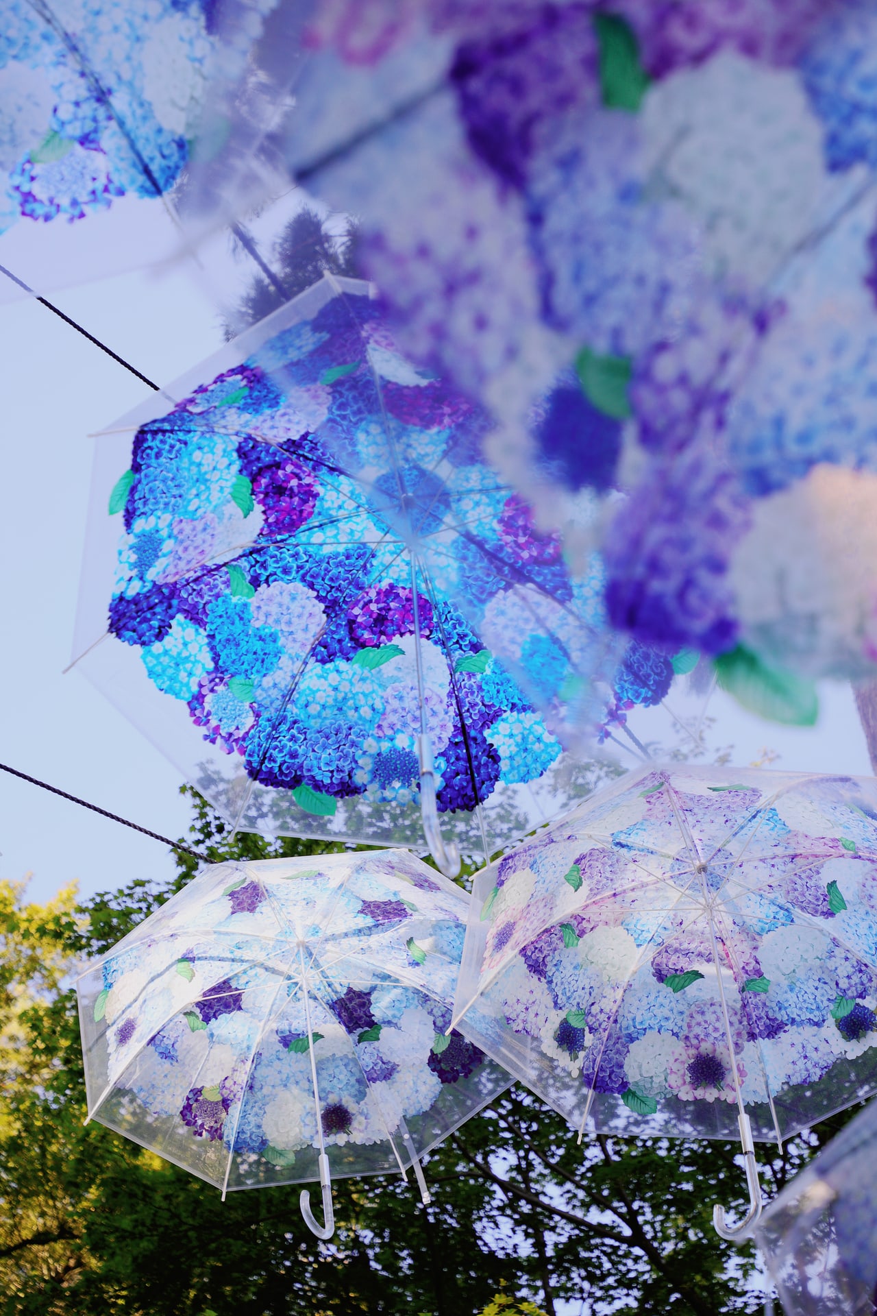 Hydrangea-patterned transparent umbrellas hanging among trees