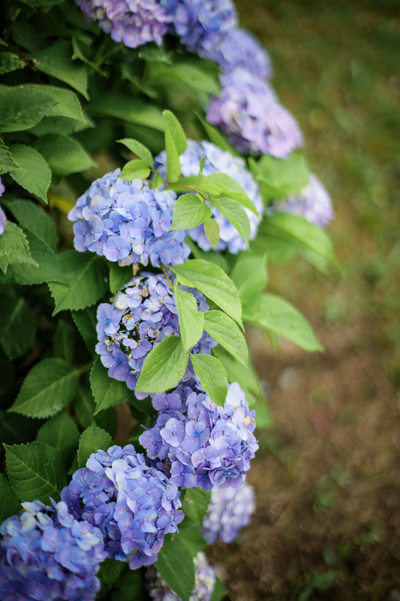 Purple hydrangeas among green leaves