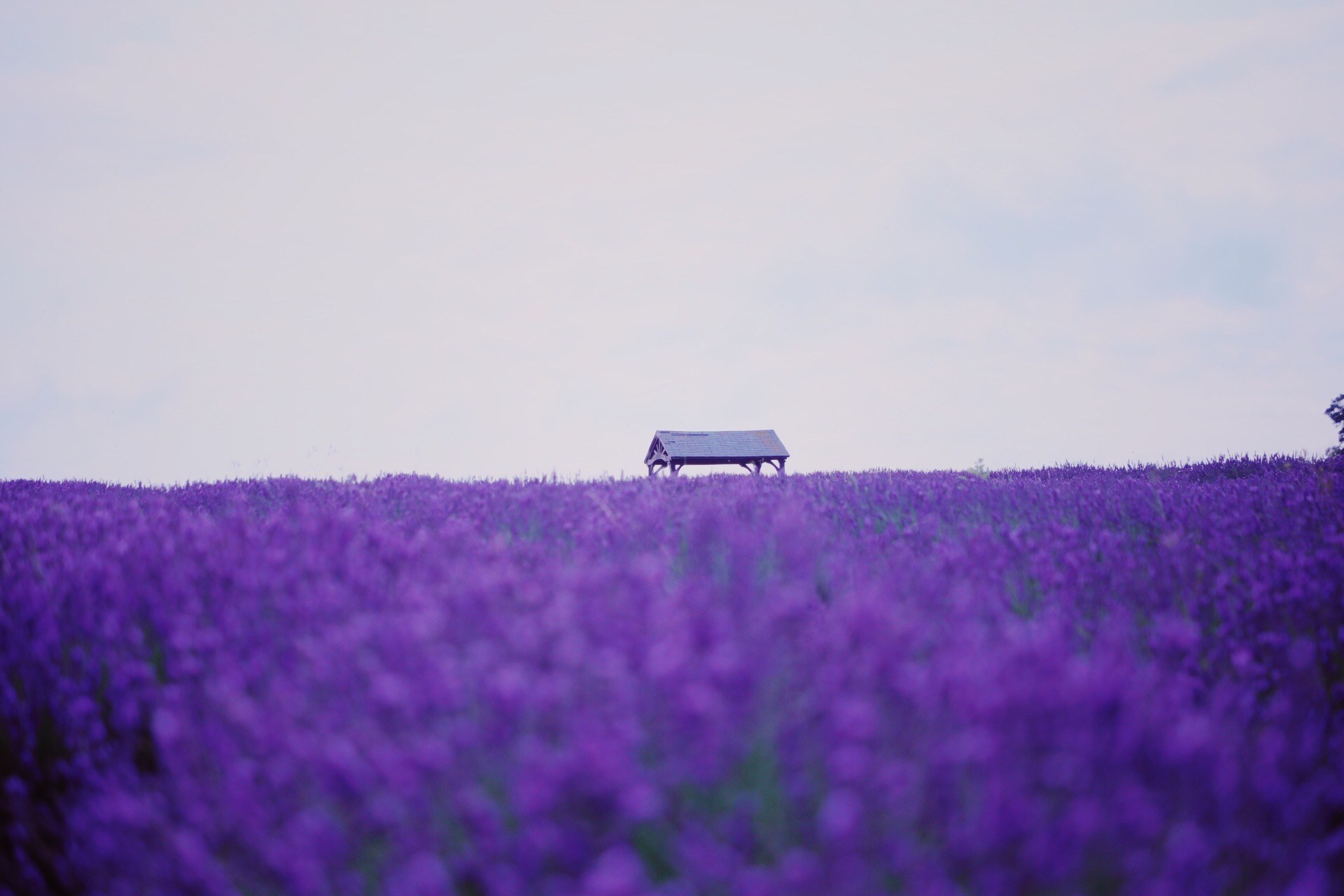 A small shelter above a field of lavender