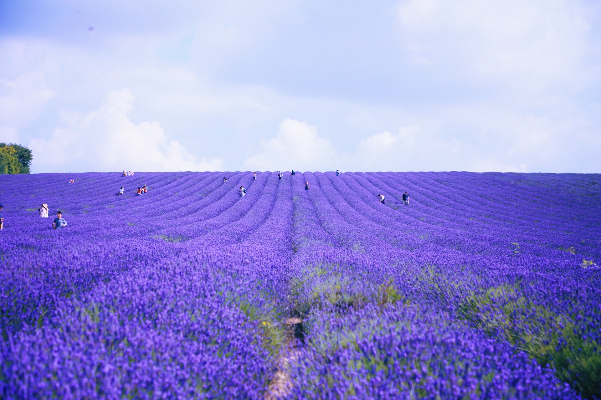 Visitors walking through rows of lavender below a pale sky