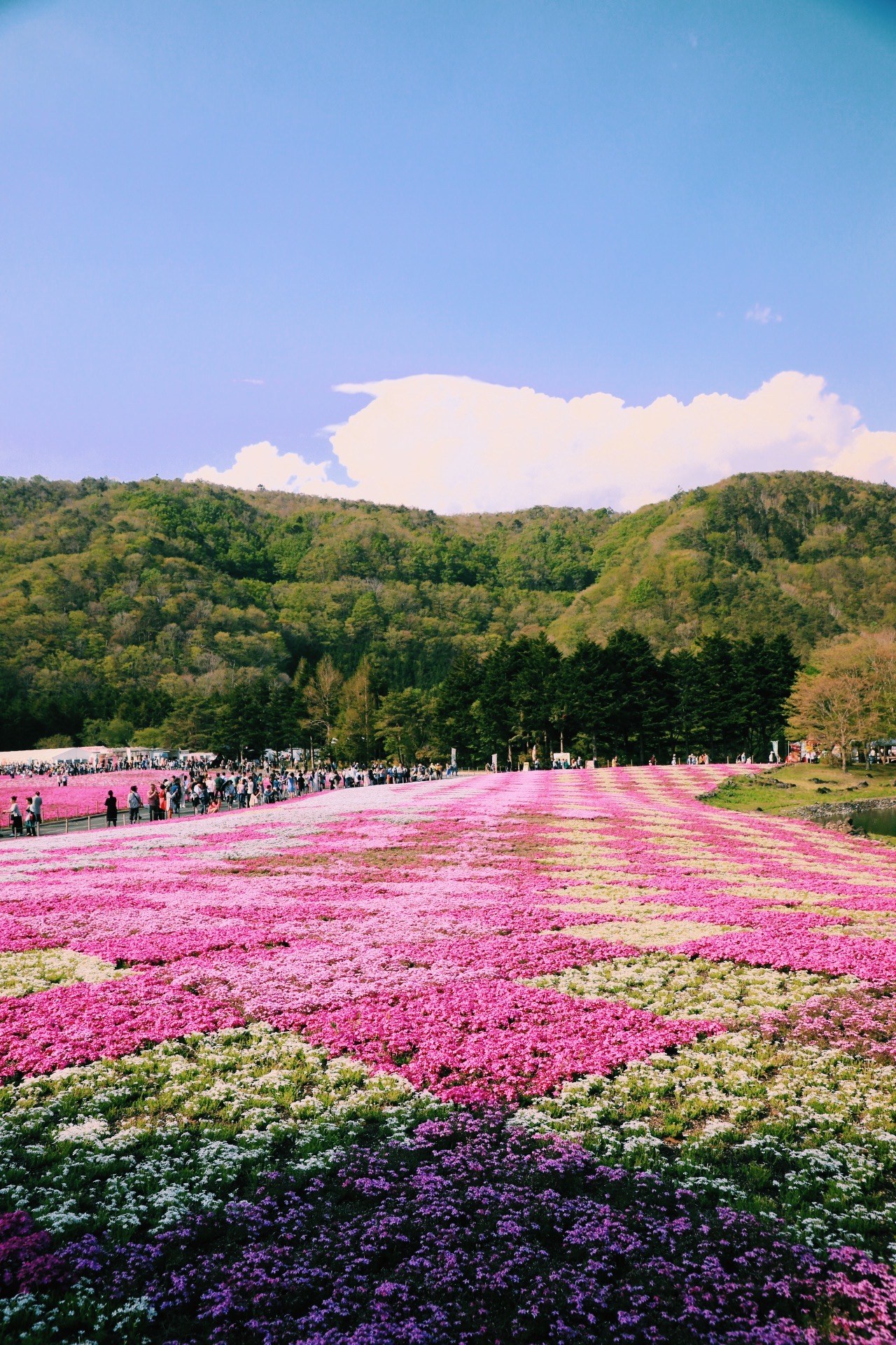 A field of pink, purple, and white moss phlox below green hills