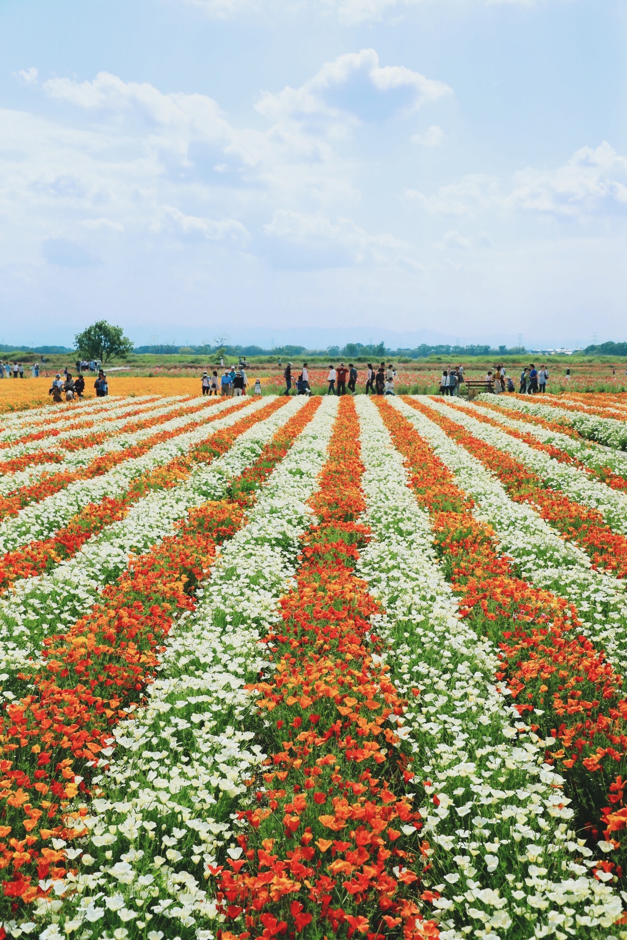 Rows of orange and white poppies beneath a blue sky