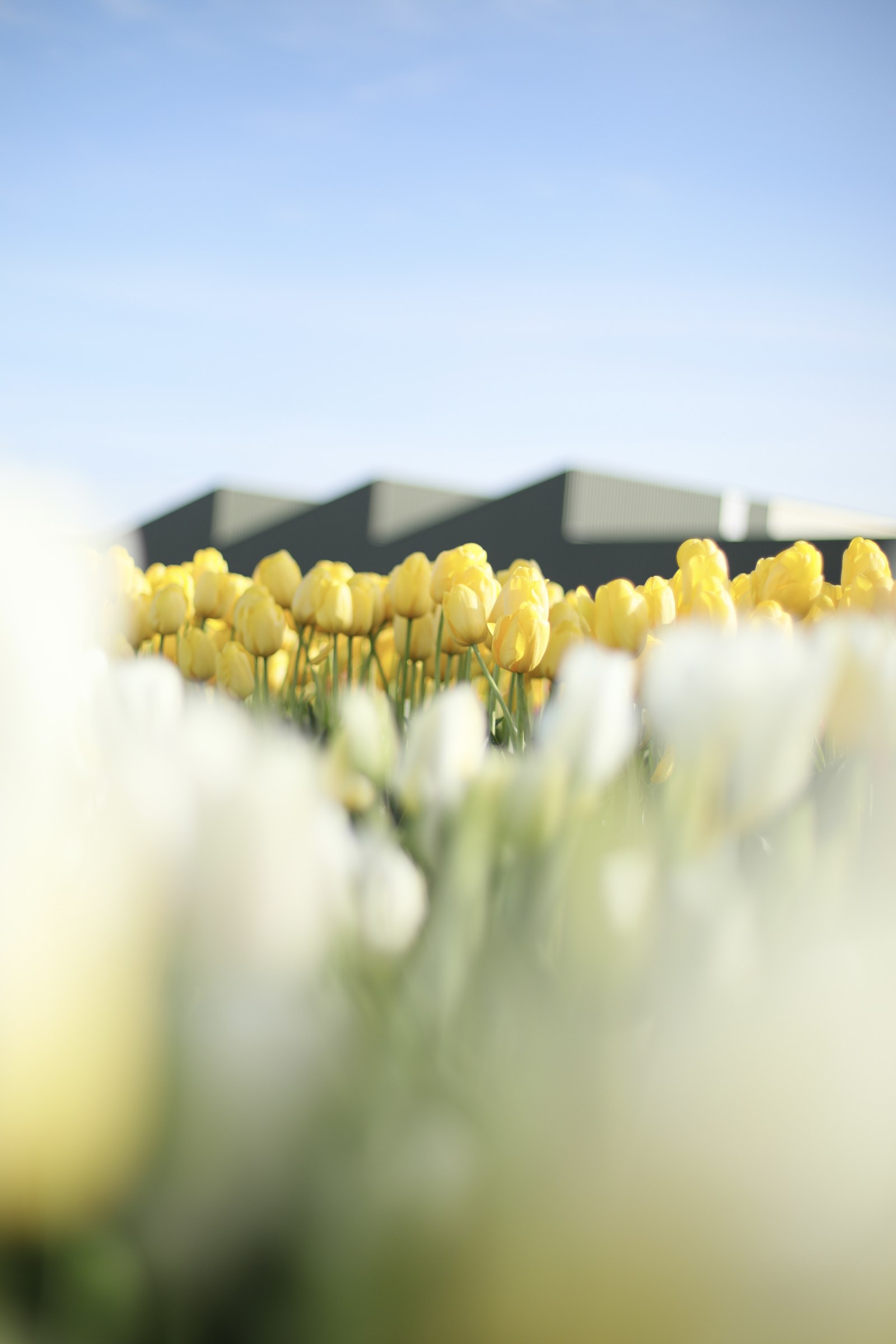 Yellow tulips beneath a pale blue sky