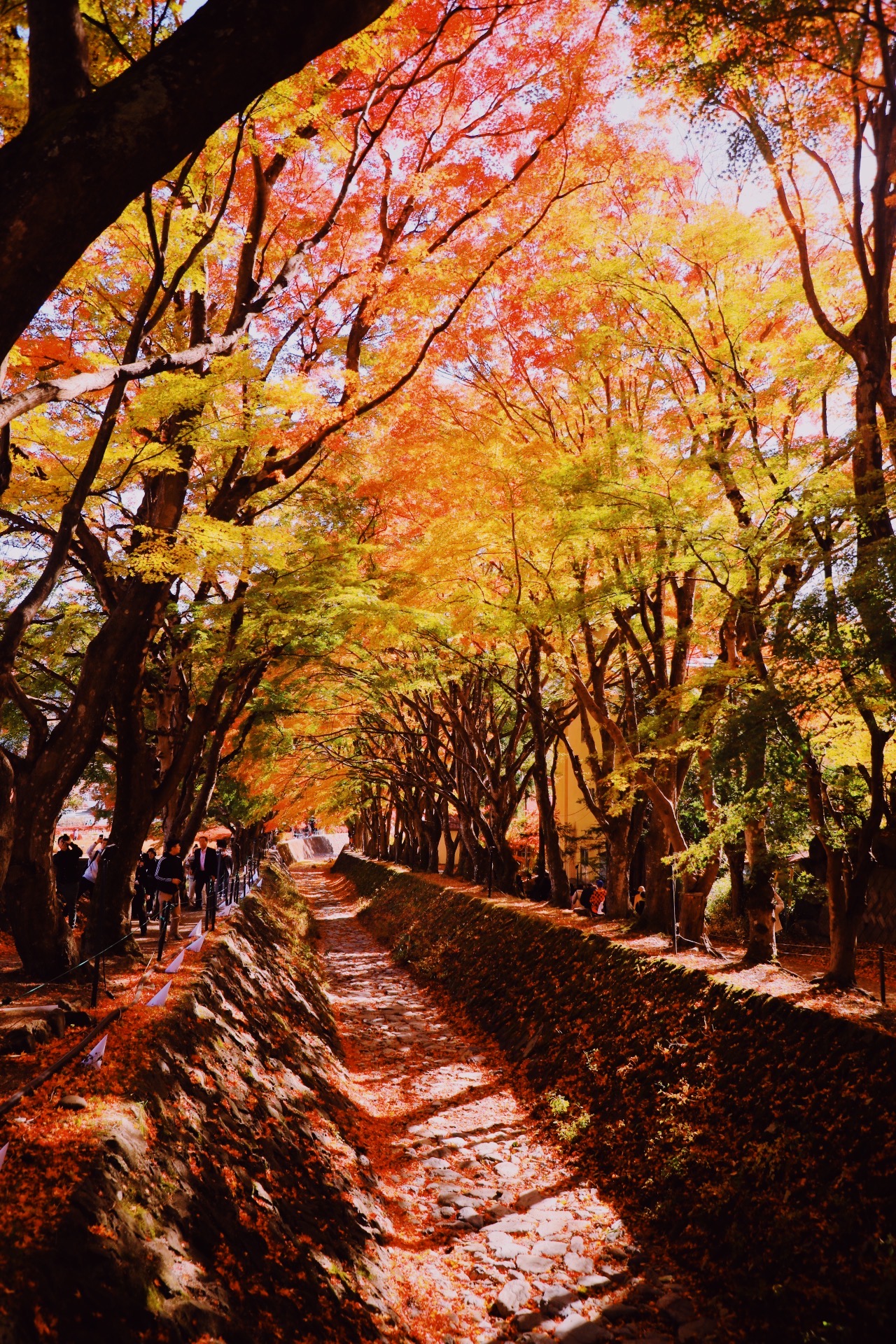 An autumn maple-lined path in warm afternoon light