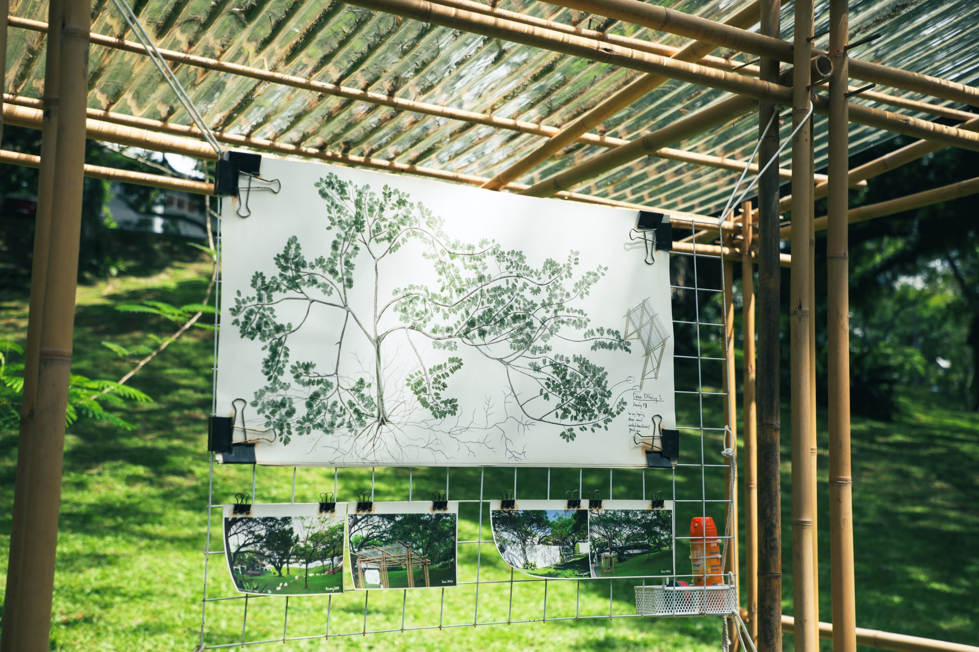 A botanical drawing displayed beneath a bamboo canopy