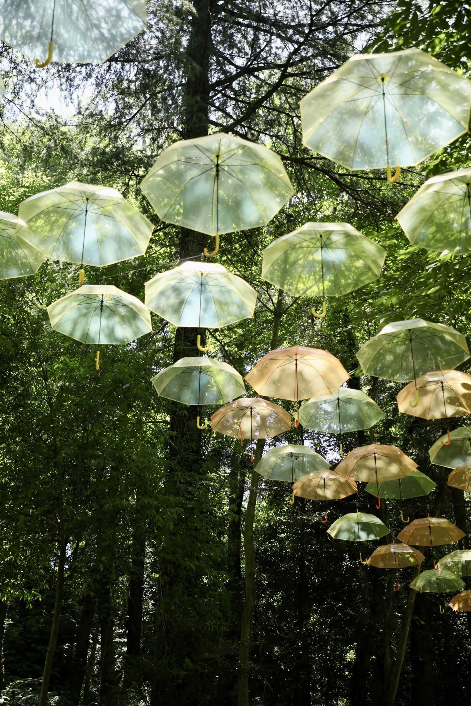 Transparent umbrellas hanging among green trees