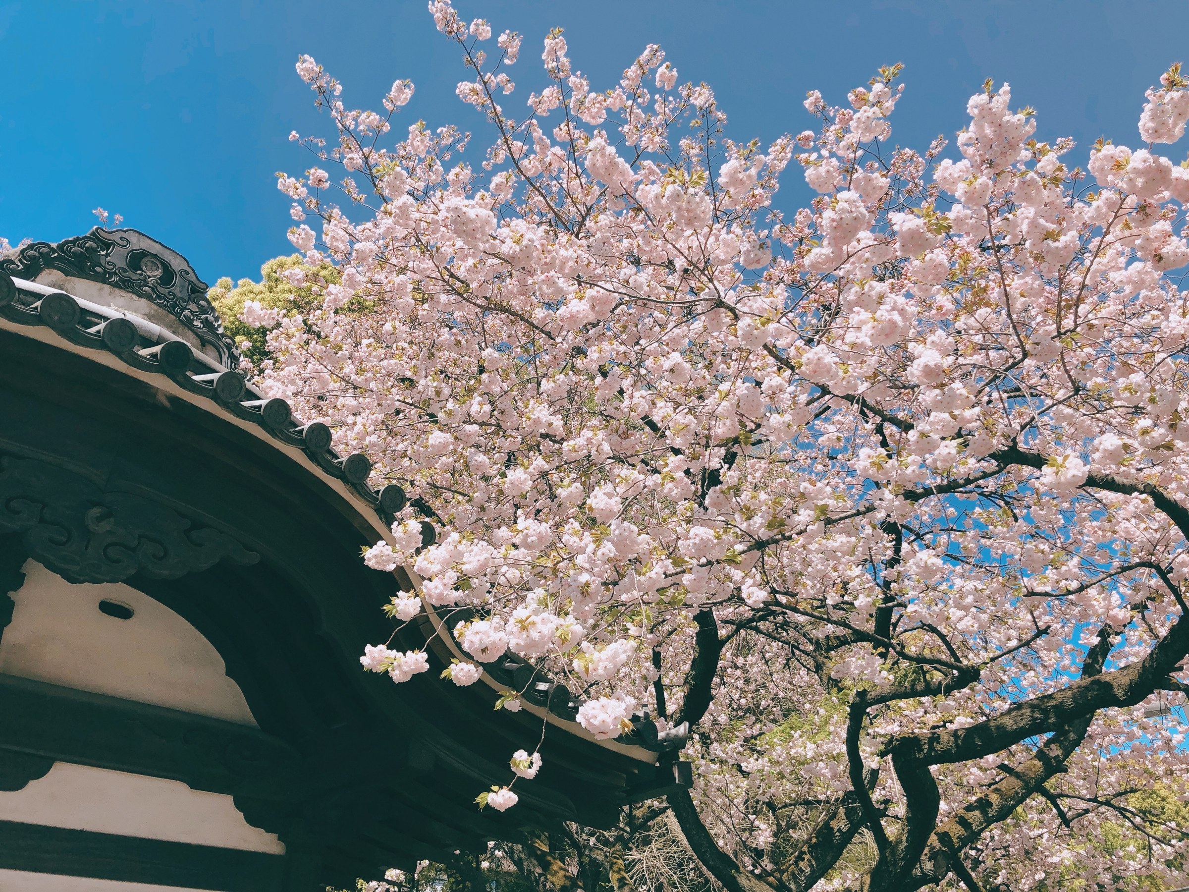 Cherry blossoms above a traditional roof against a blue sky