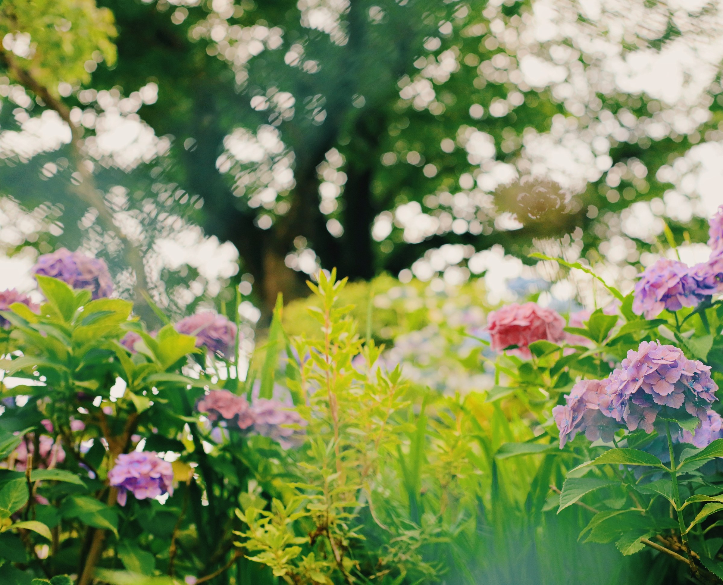 Soft-focus hydrangeas and green foliage