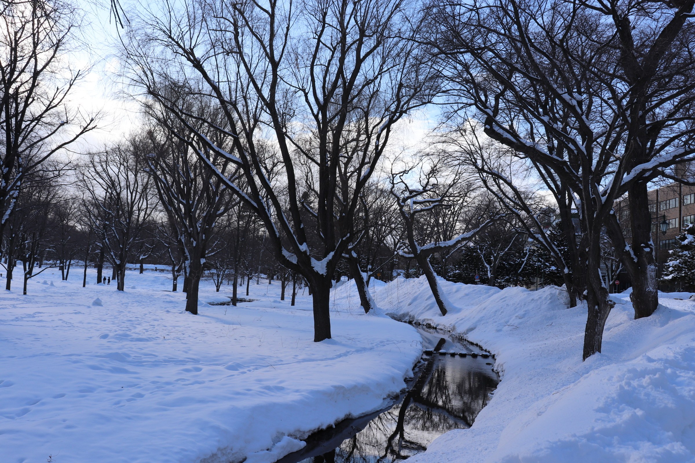 Snow-covered trees beside a narrow stream